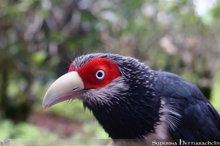 Close-up portrait of a hornbill perched among branches in a Sri Lankan forest
