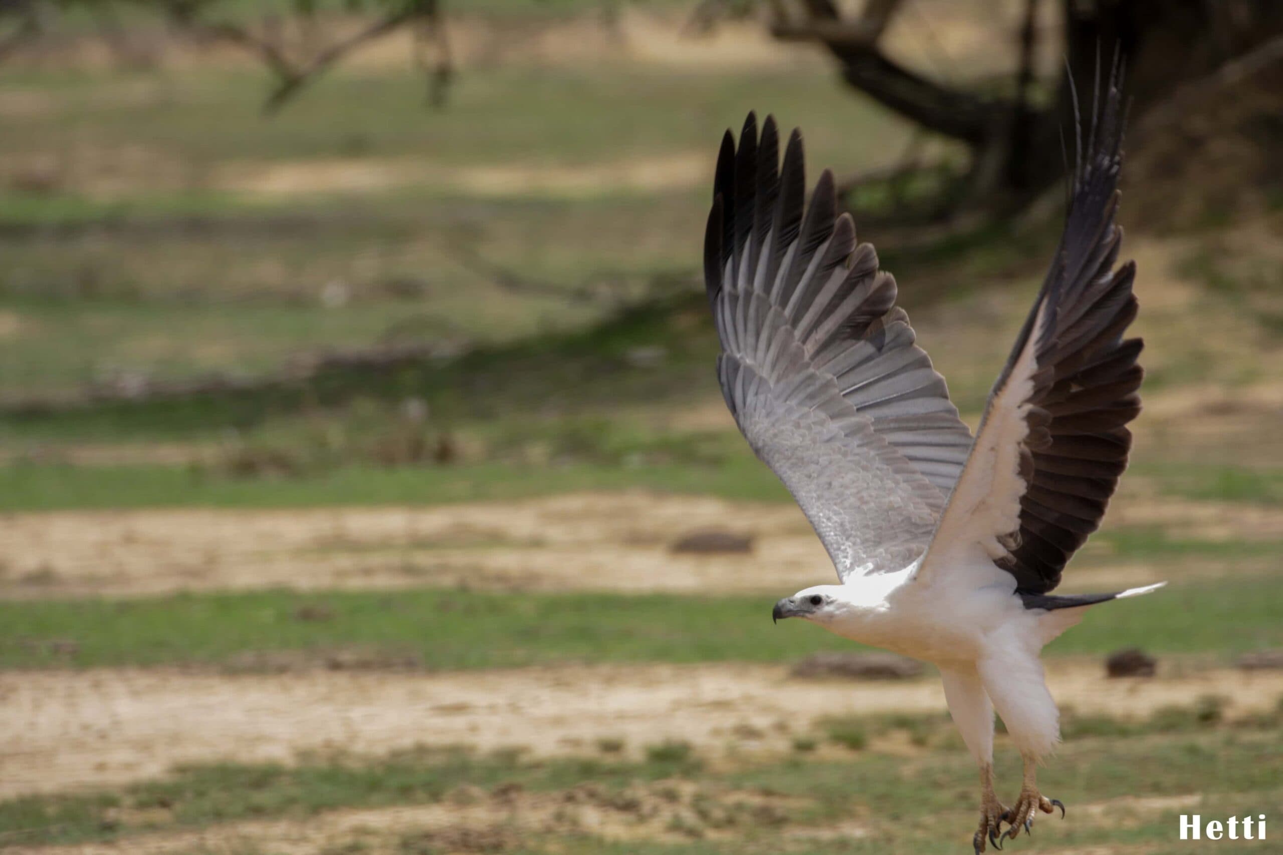 A sea eagle taking flight with wings fully extended over open ground