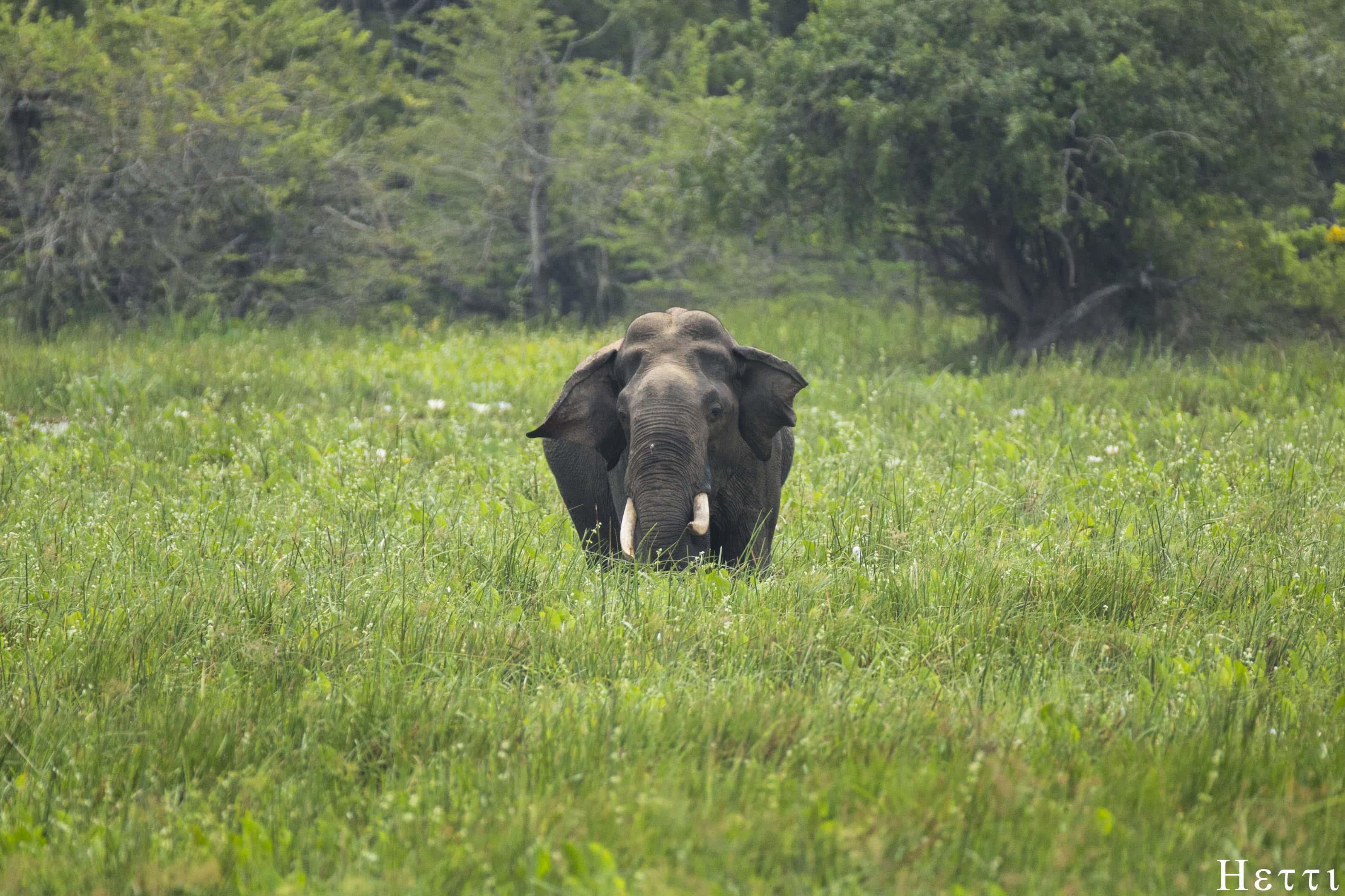 A tusked elephant standing in grassland at Udawalawe National Park