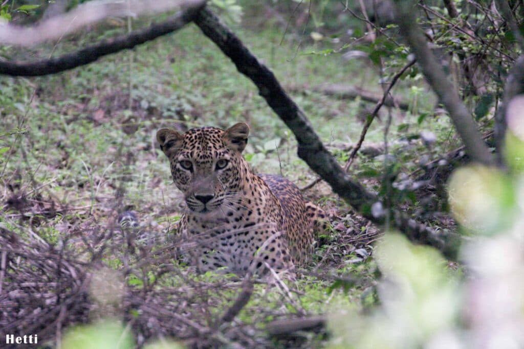 A leopard resting on the ground in Yala National Park