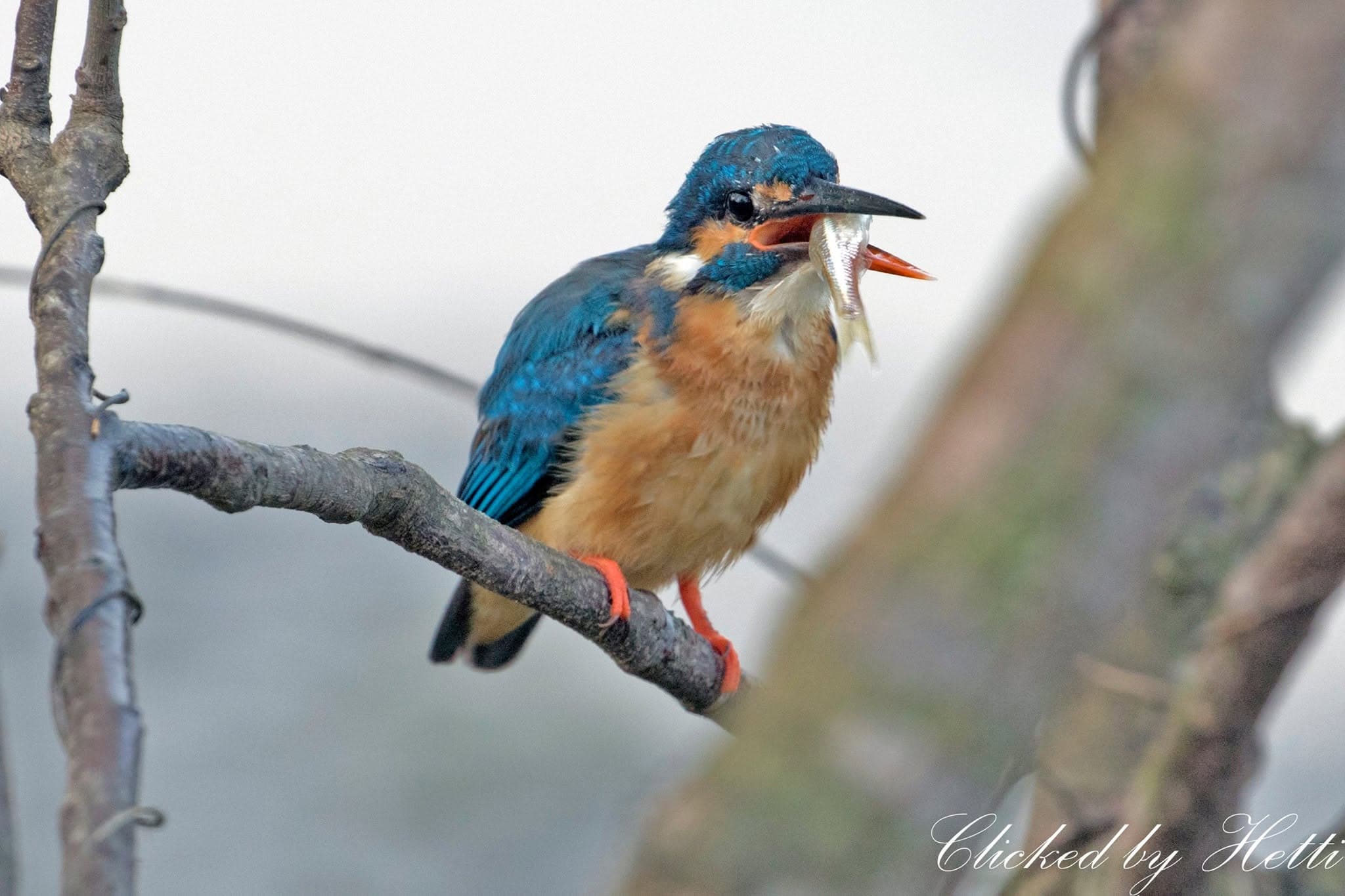 A blue and orange kingfisher holding a fish in its beak while perched on a branch