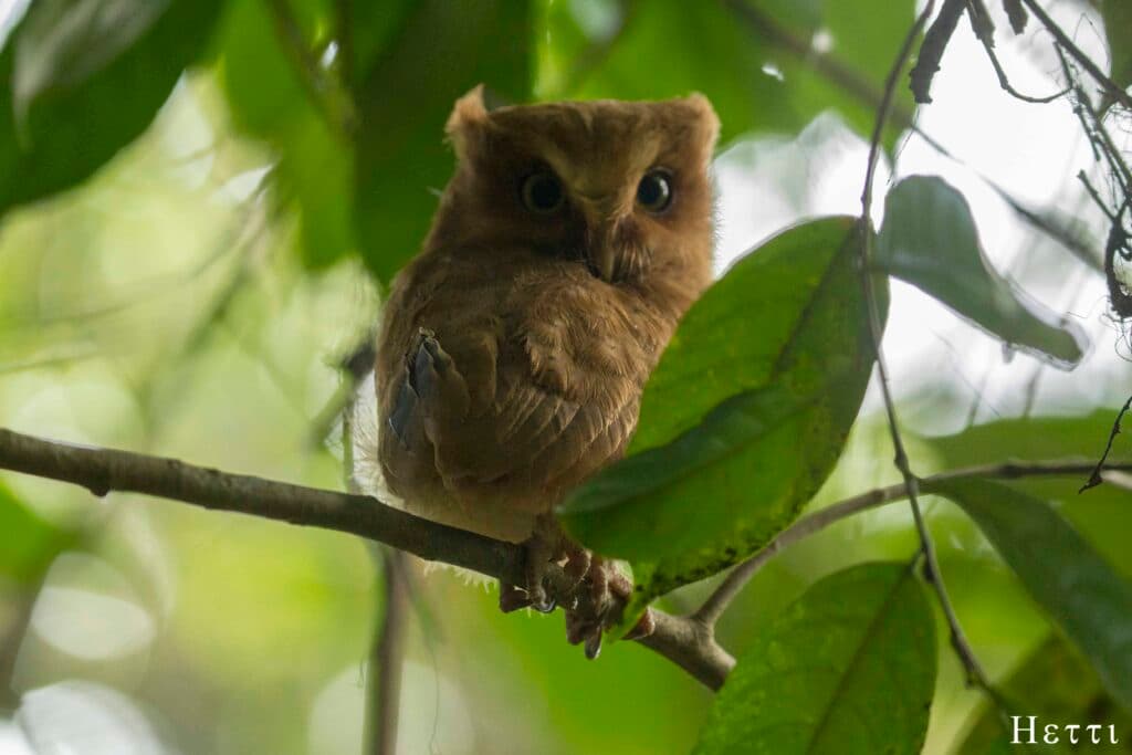 A small owl perched on a branch, looking directly at the camera, in a Sri Lankan forest