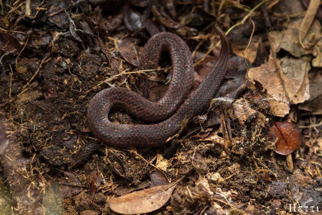A small snake resting among leaf litter on a Sri Lankan forest floor