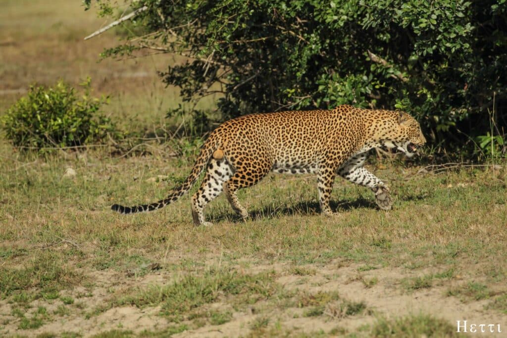 A leopard walking through dry grassland in a Sri Lankan national park