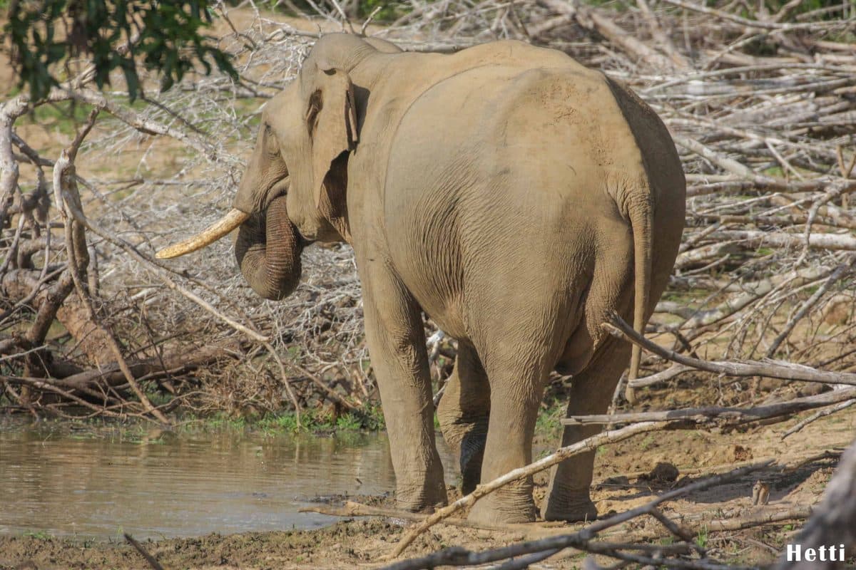 An elephant drinking at a waterhole in a Sri Lankan national park