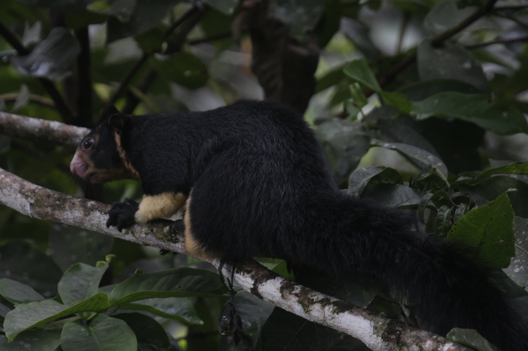 A large dark-colored giant squirrel with a bushy tail climbing a tree branch in a Sri Lankan forest