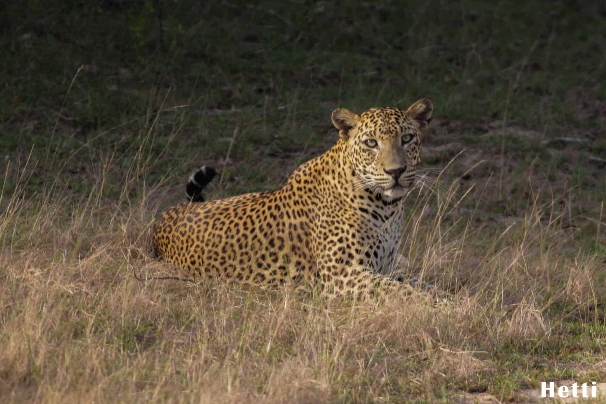 A leopard resting in tall grass in a Sri Lankan national park
