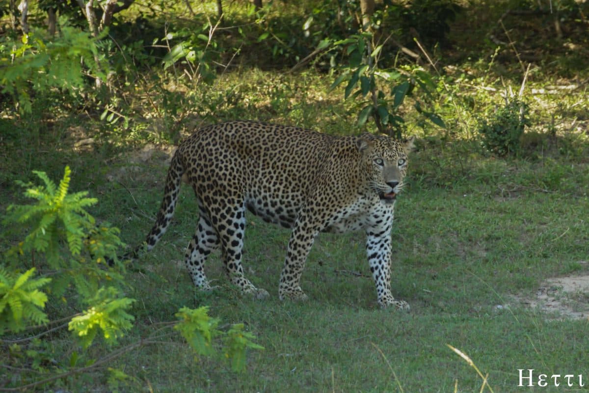 A leopard walking through dry-zone forest and grassland in a Sri Lankan national park