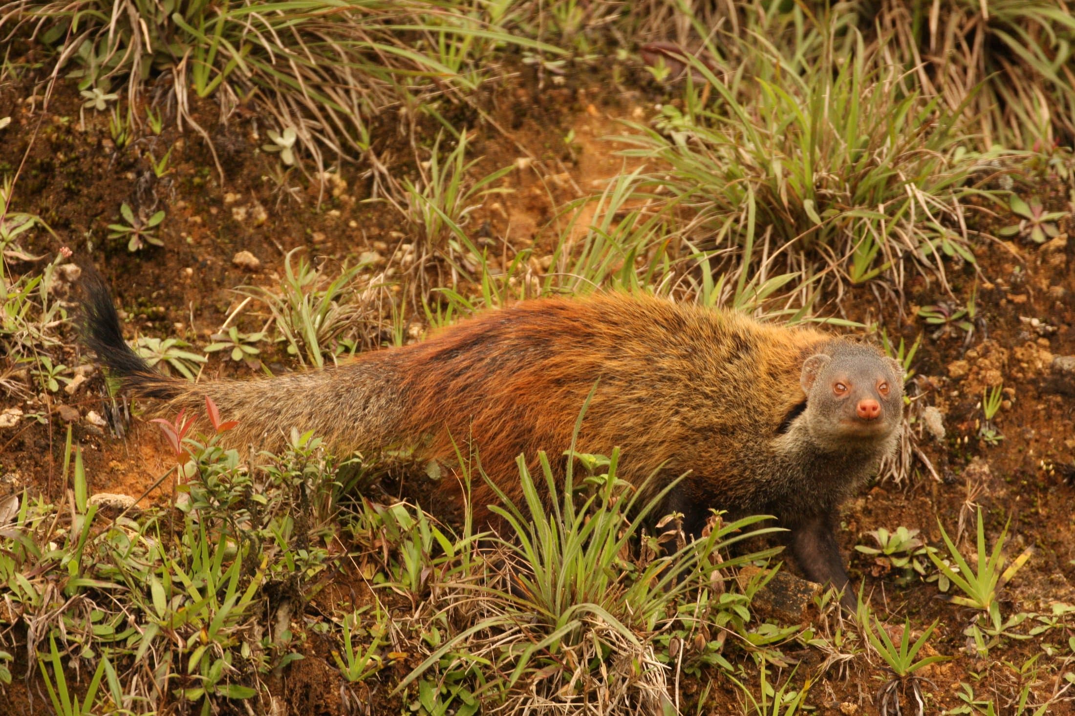 A reddish-brown mongoose moving through short grass in Sri Lanka