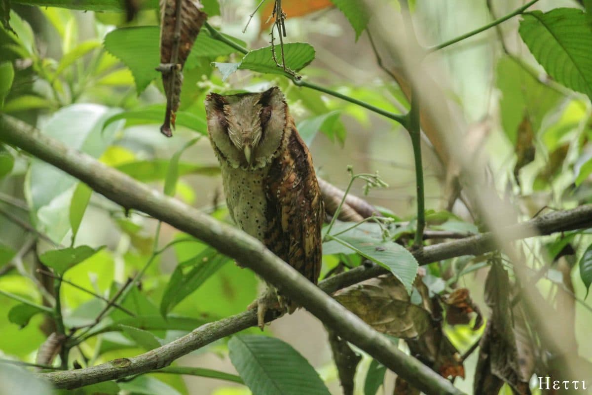 An owl perched on a branch with prey in a Sri Lankan forest