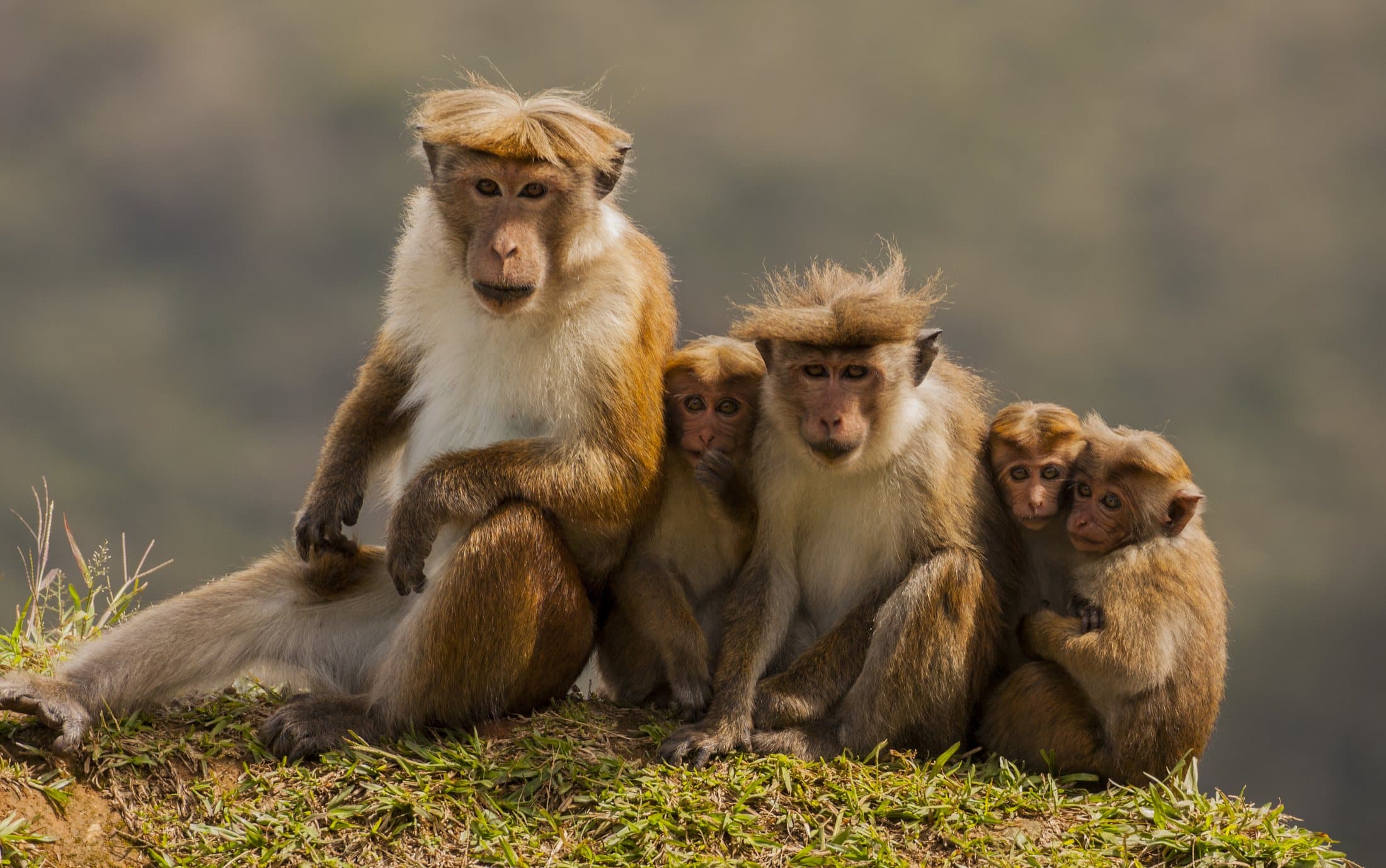 A family of toque macaques, including several infants, sitting together on a grassy hillside in Sri Lanka