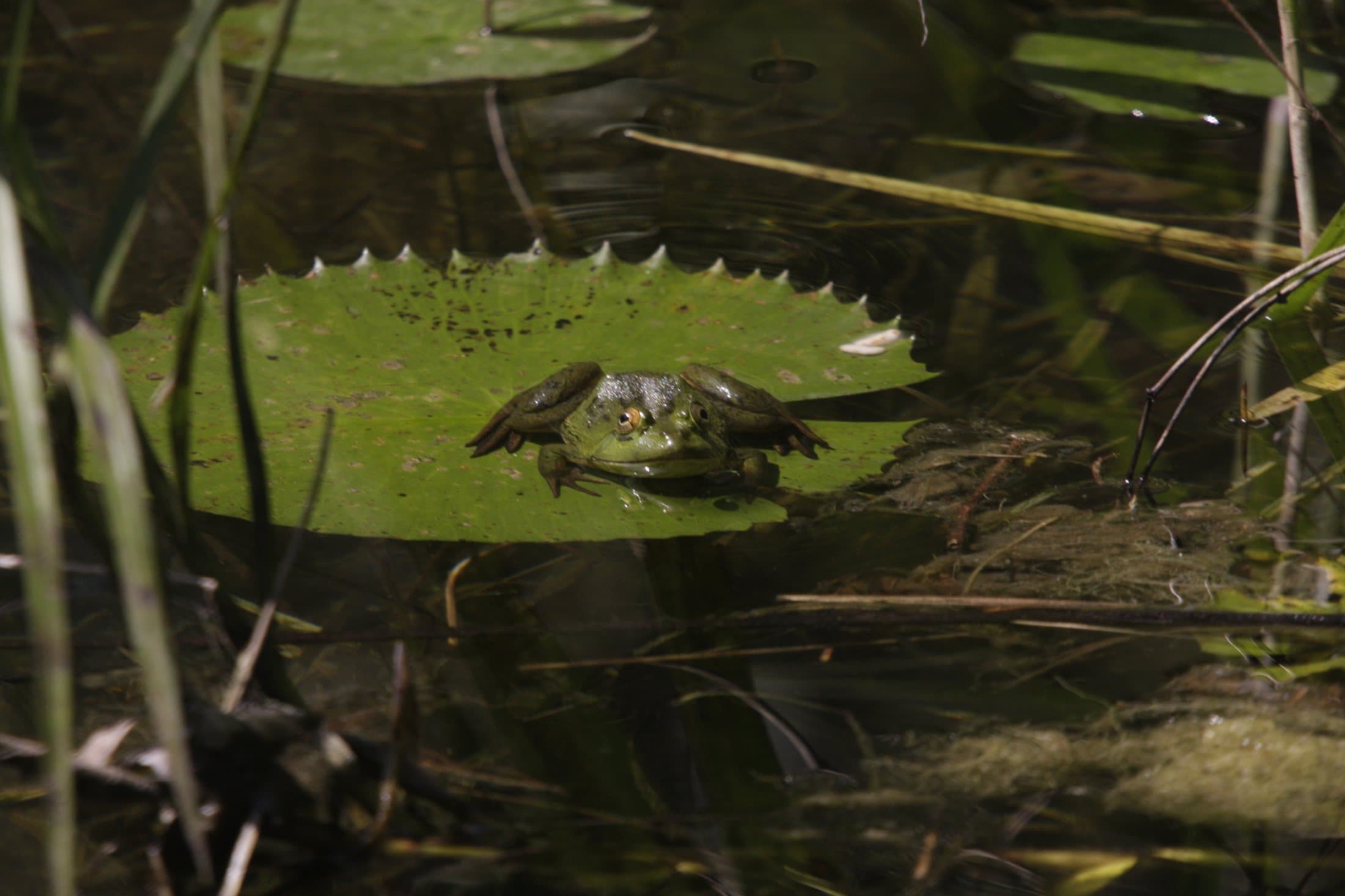 A freshwater turtle resting on a lily pad in a Sri Lankan pond